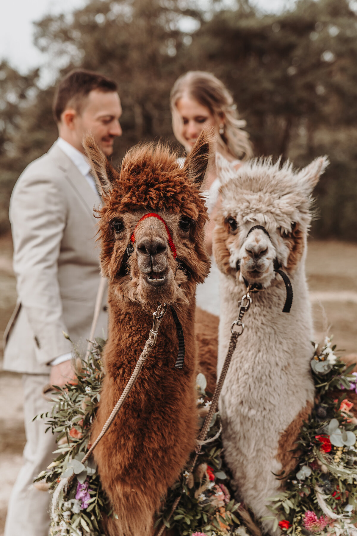 Bruidspaar met alpaca's