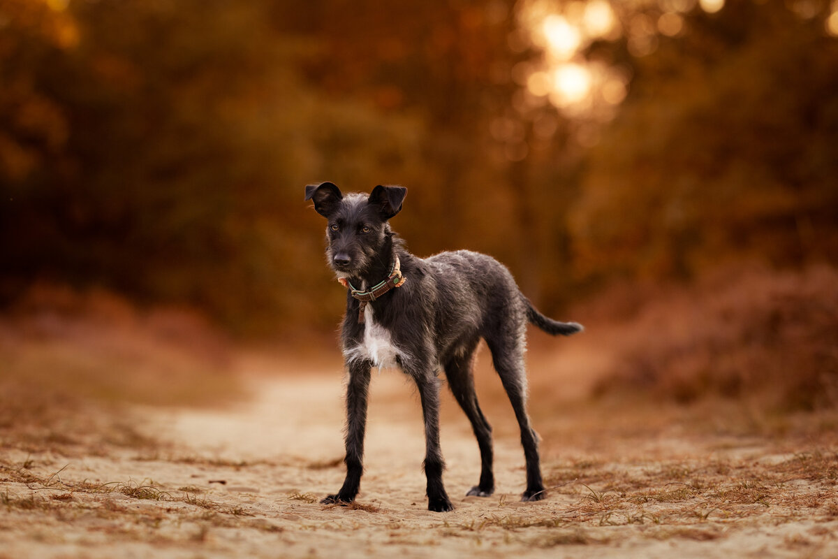Hond in het midden van het pad tijdens zonsondergang met een hondenfotoshoot door MSwitsersphotography