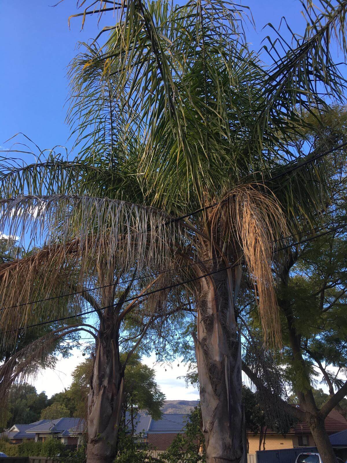 Evergreen Tree Services SA-Palm Tree Pruning 001