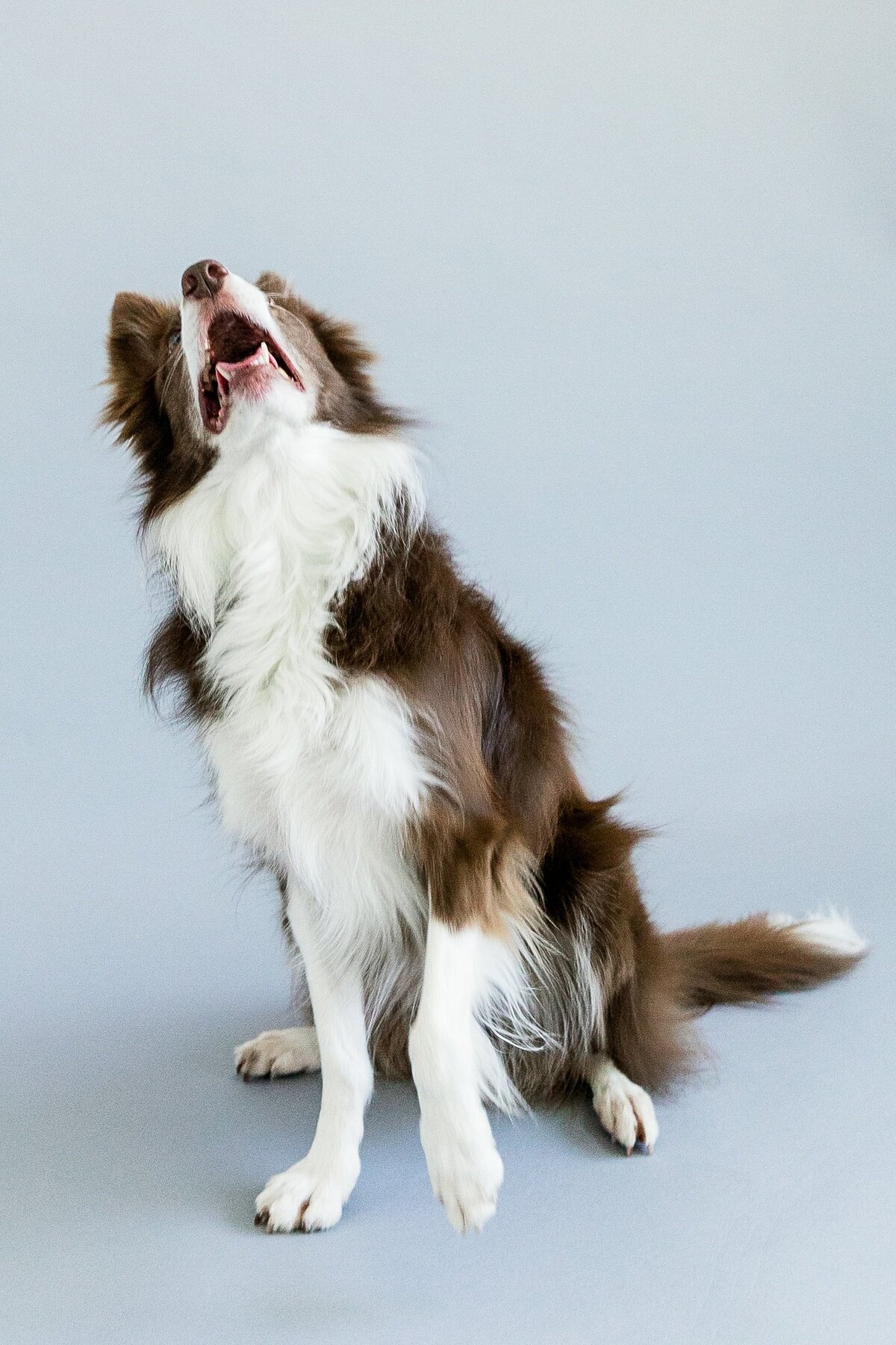 San Francisco pet photography