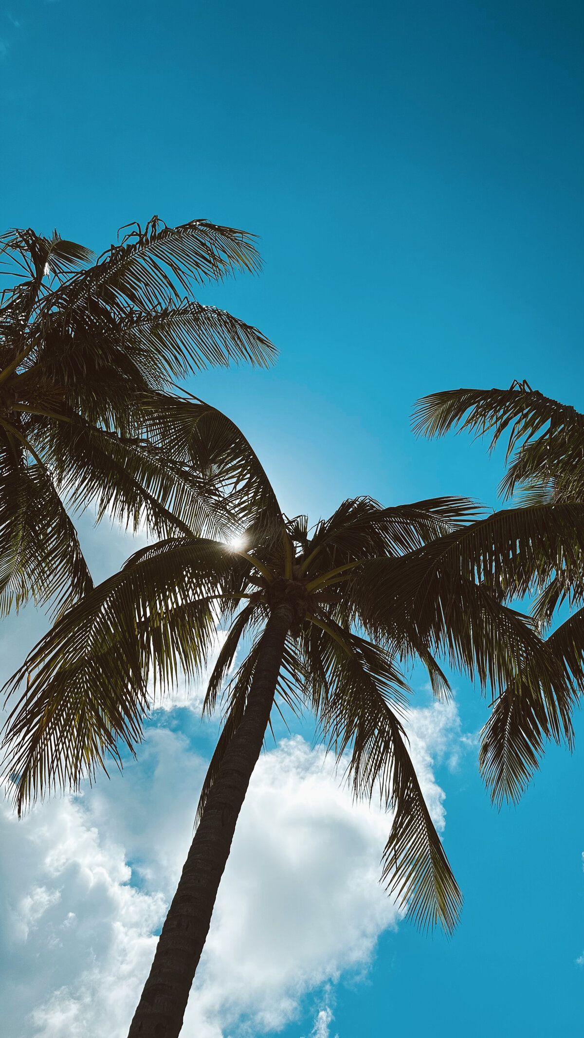 PALM TREE
