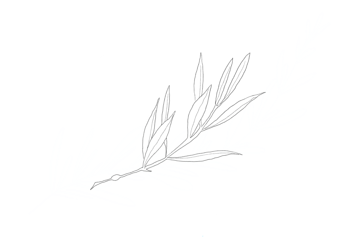 Drawing of rosemary
