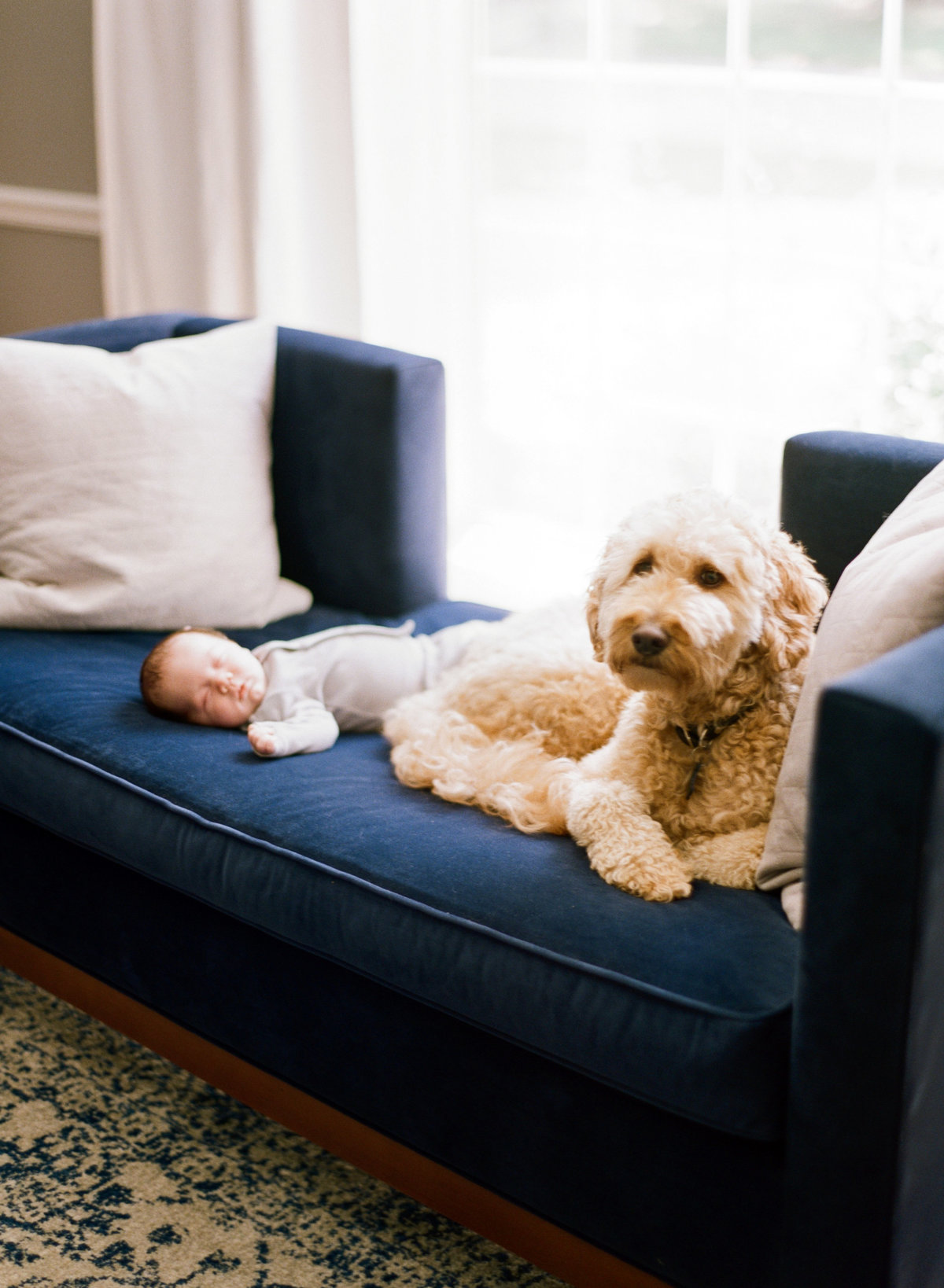 Goldendoodle dog snuggles newborn baby on a blue couch during a Raleigh NC newborn photography session. Photographed by Raleigh newborn photographers A.J. Dunlap Photography.