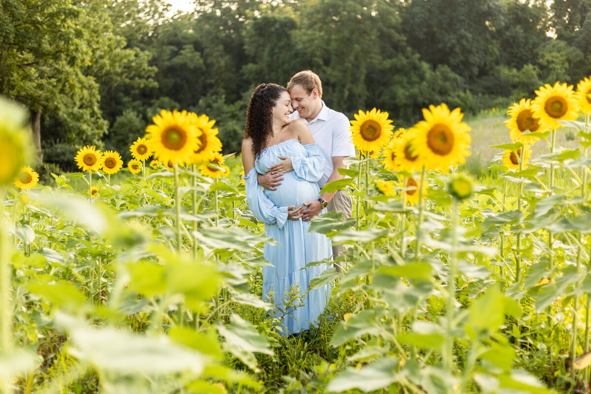 Maternity session in the sunflwoer field at blue marsh lake in berks county, pa