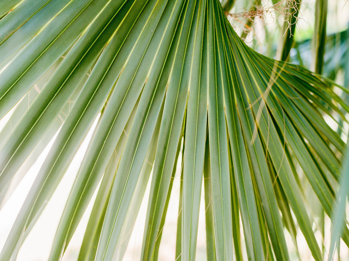 MelissaSchollaert-JekyllIsland-04