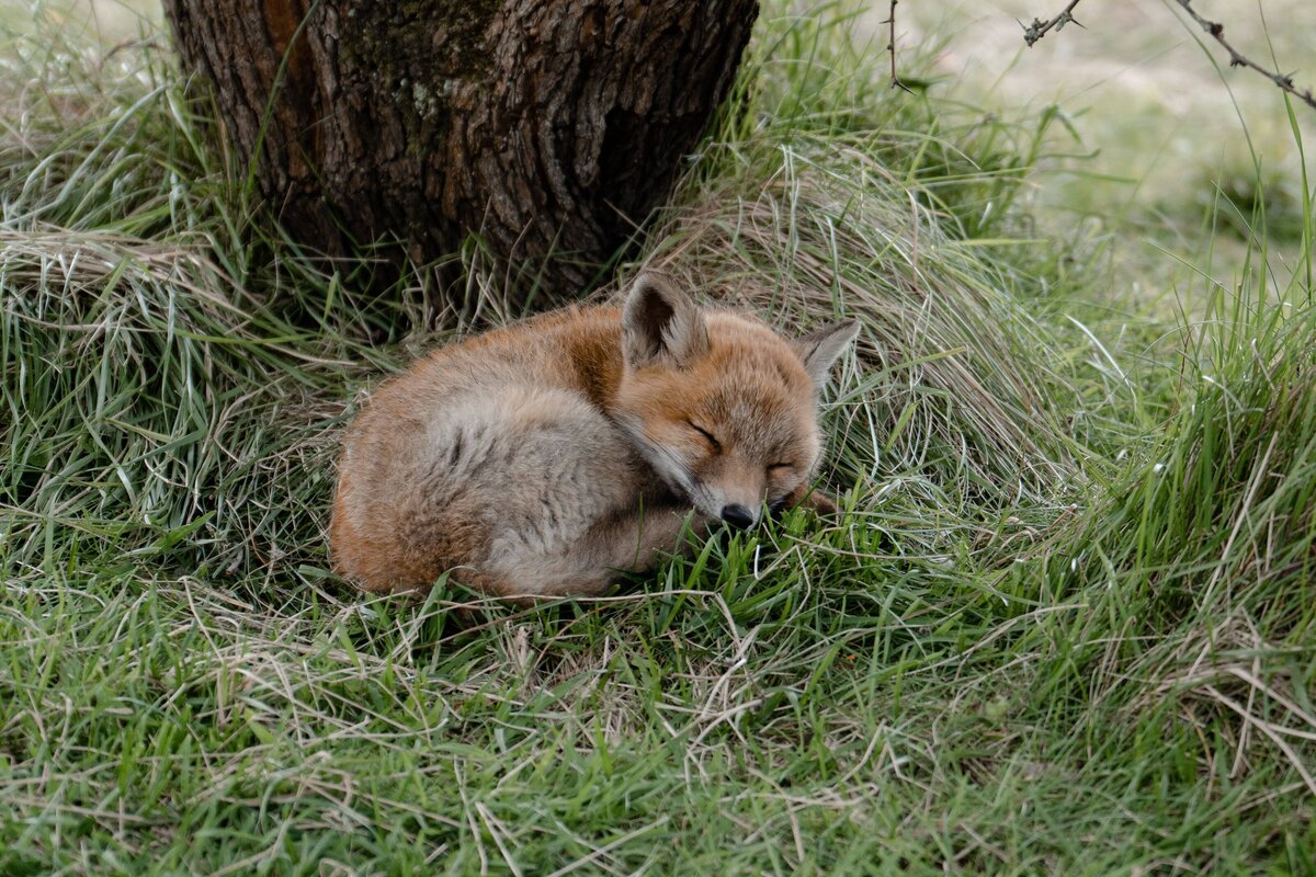 2023-05-06_FOXES_2717