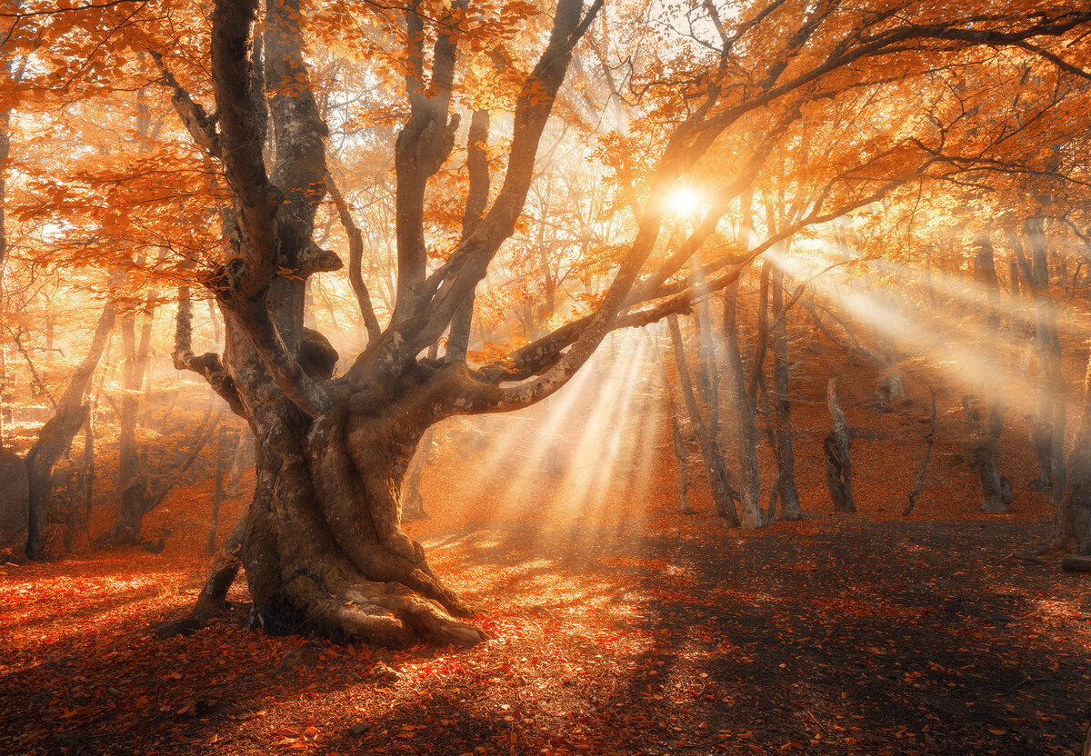 Whimsical orange sunlight streaming through fall tree canopy in the forrest
