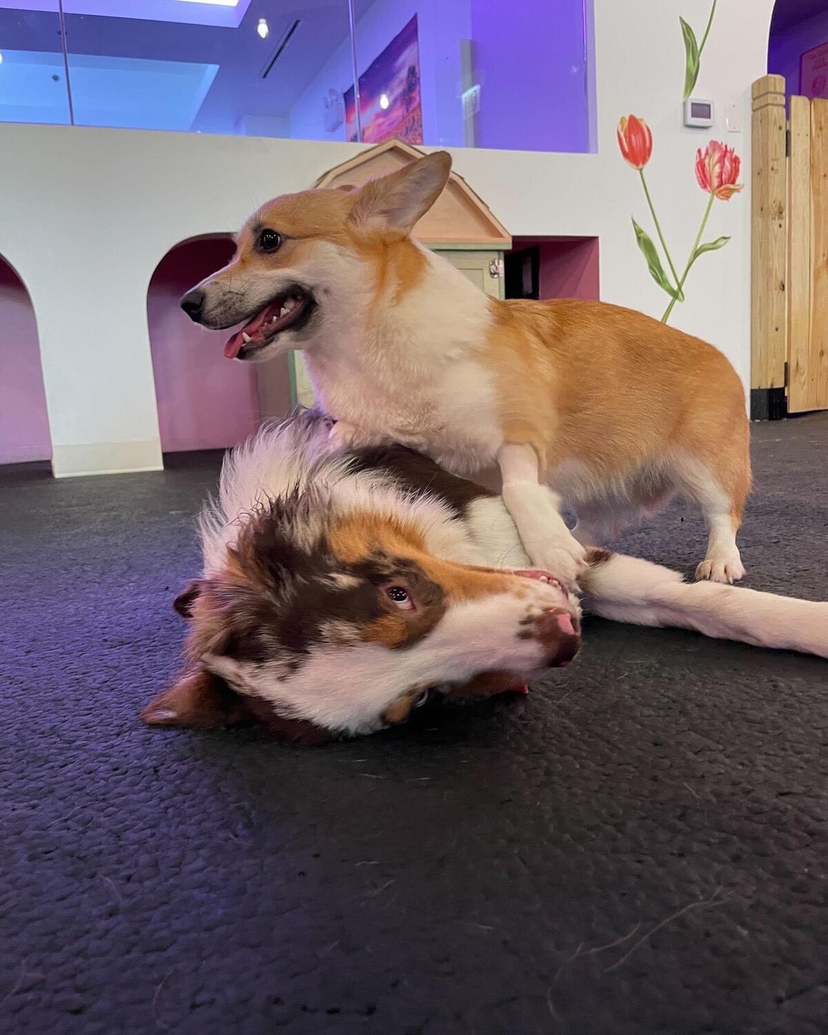 Dog daycare