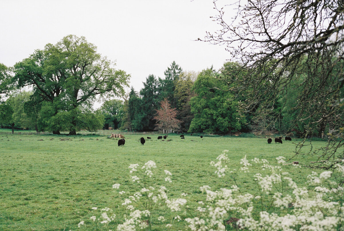 film-wedding-photographer-71