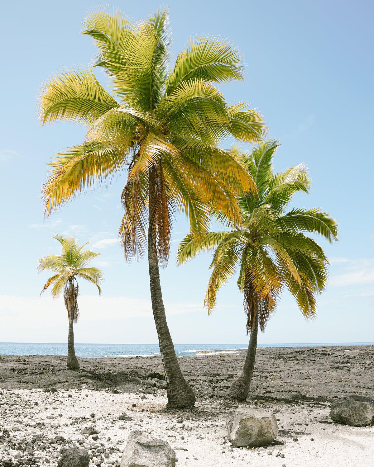 Palm trees on the Big Island of Hawaii