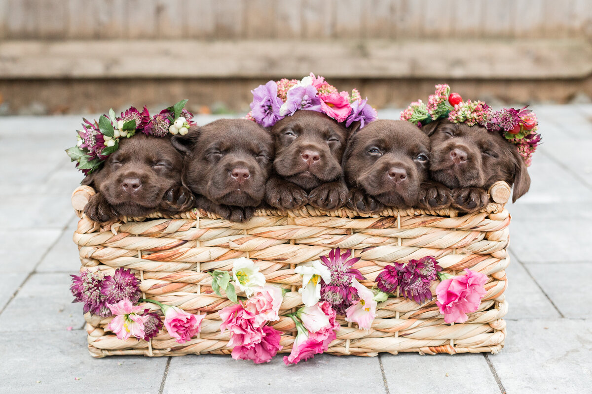 Boston-puppy-photographer