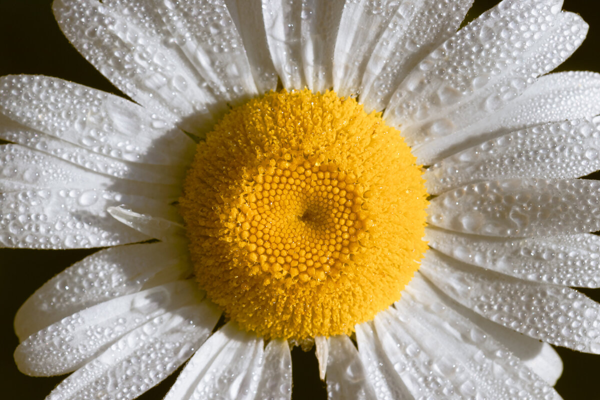 ox-eye-daisy_3847