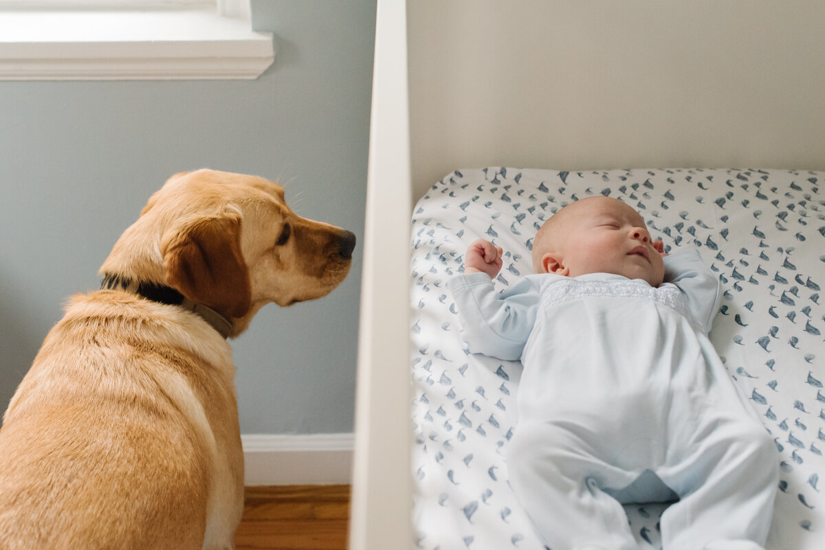 Family dog looking at baby in crib