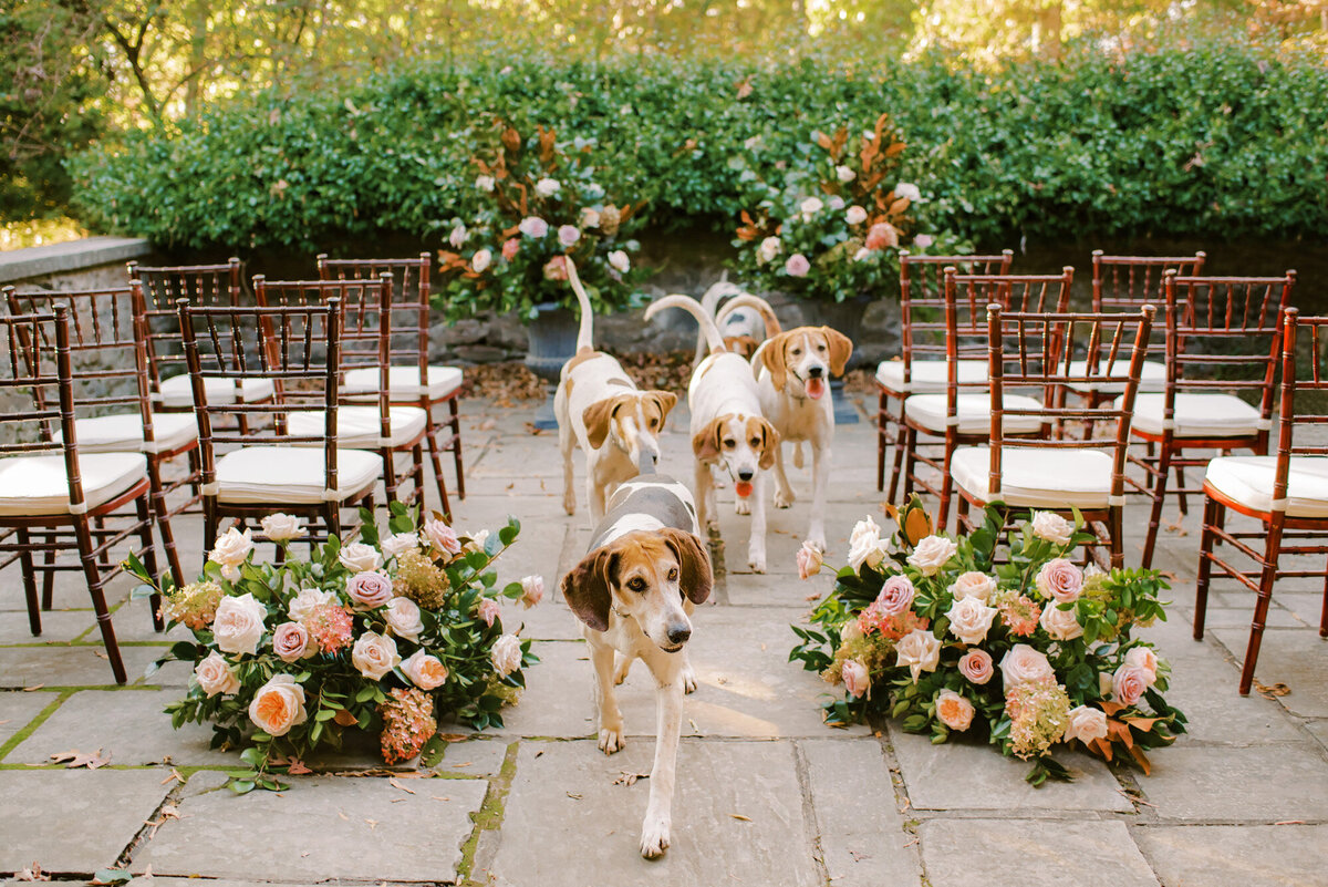 Wedding ceremony with colorful florals, chairs and five dogs walking down the aisle