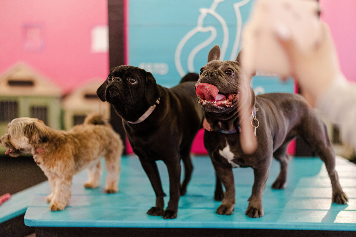 HillFamilyPetCare-59