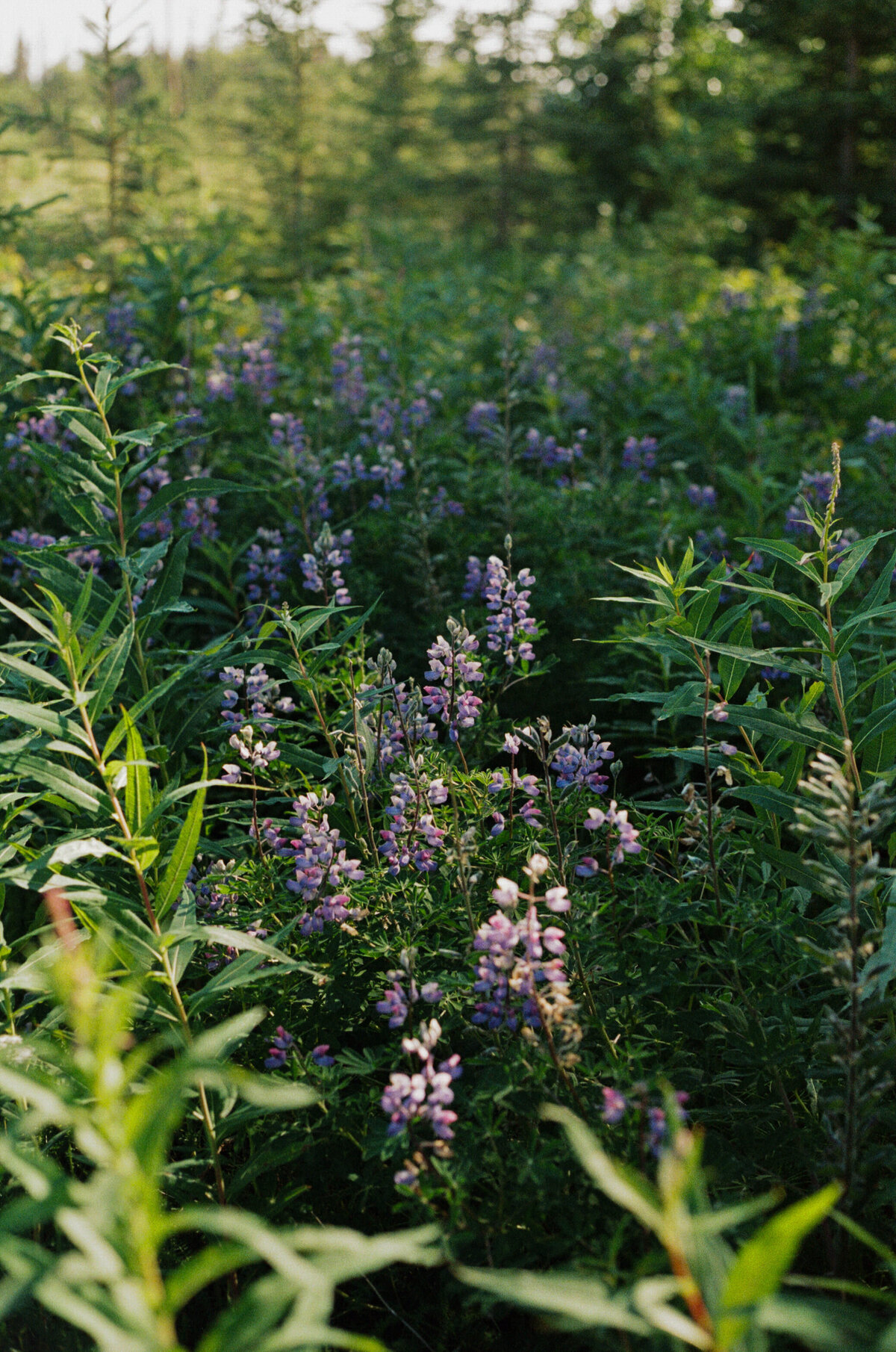 alaskafilmphotographer16