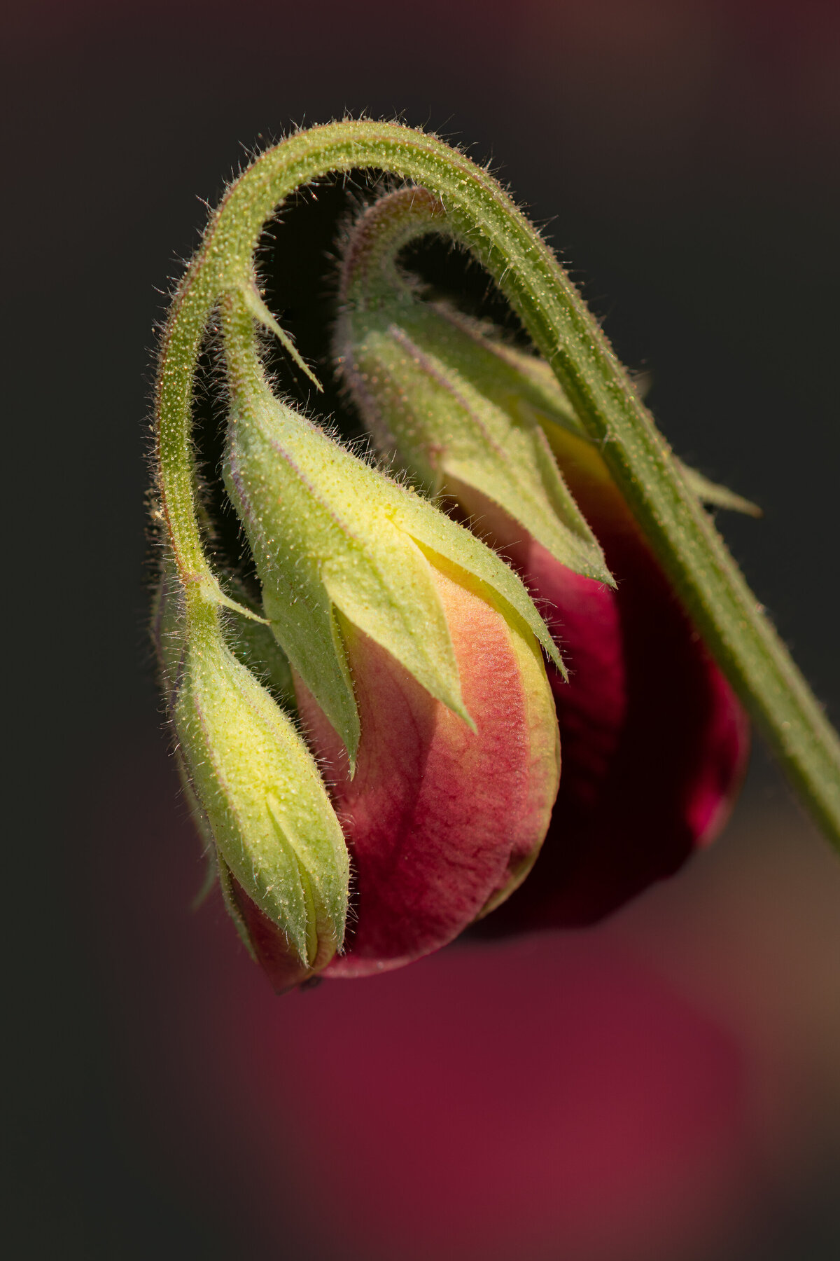sweet_pea_8707-2