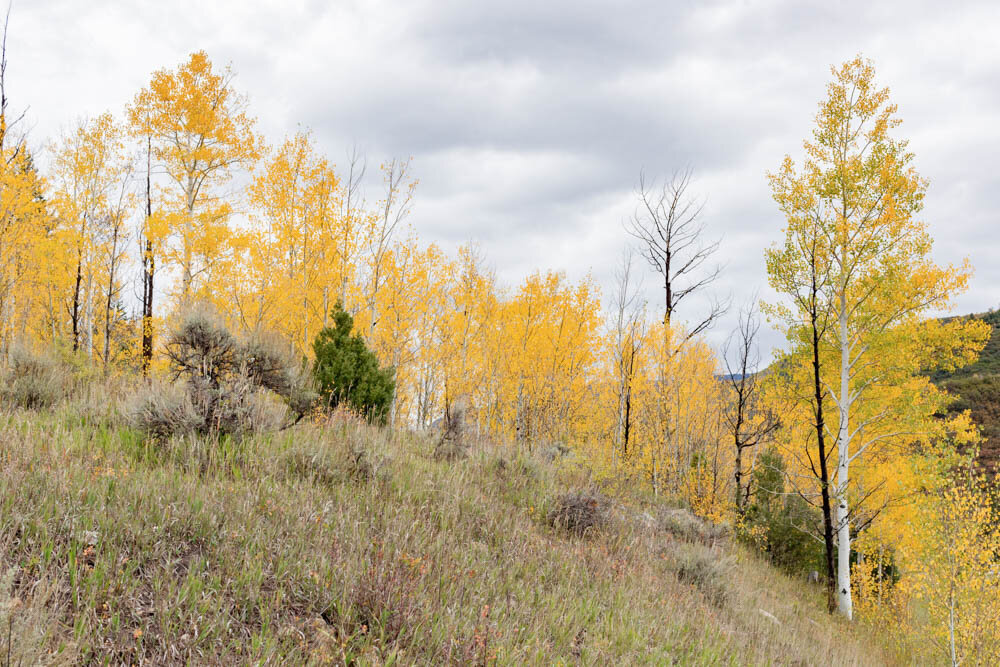 ArianaNicolePhotography-0002-9