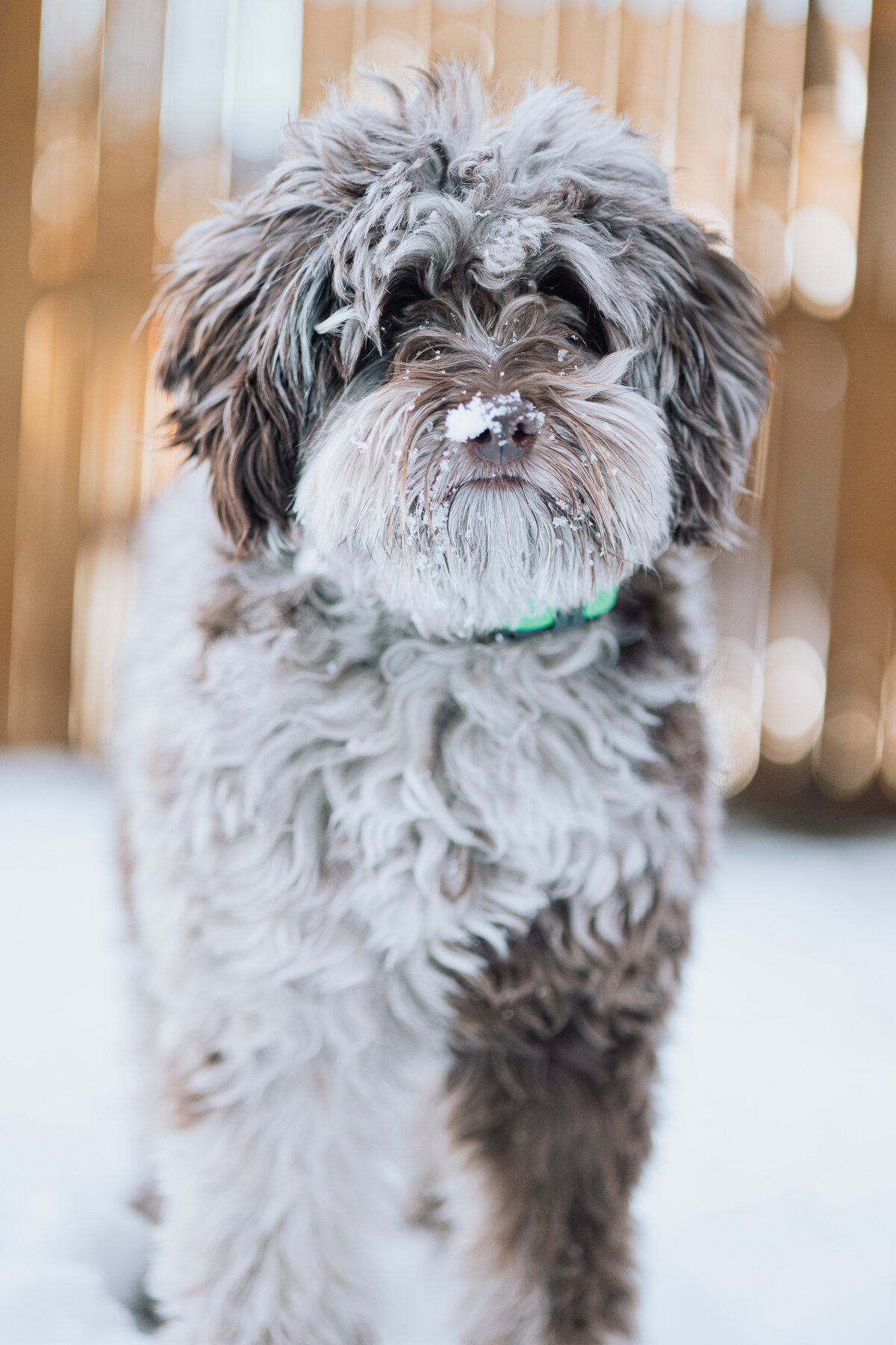 003_Izzie_snow
