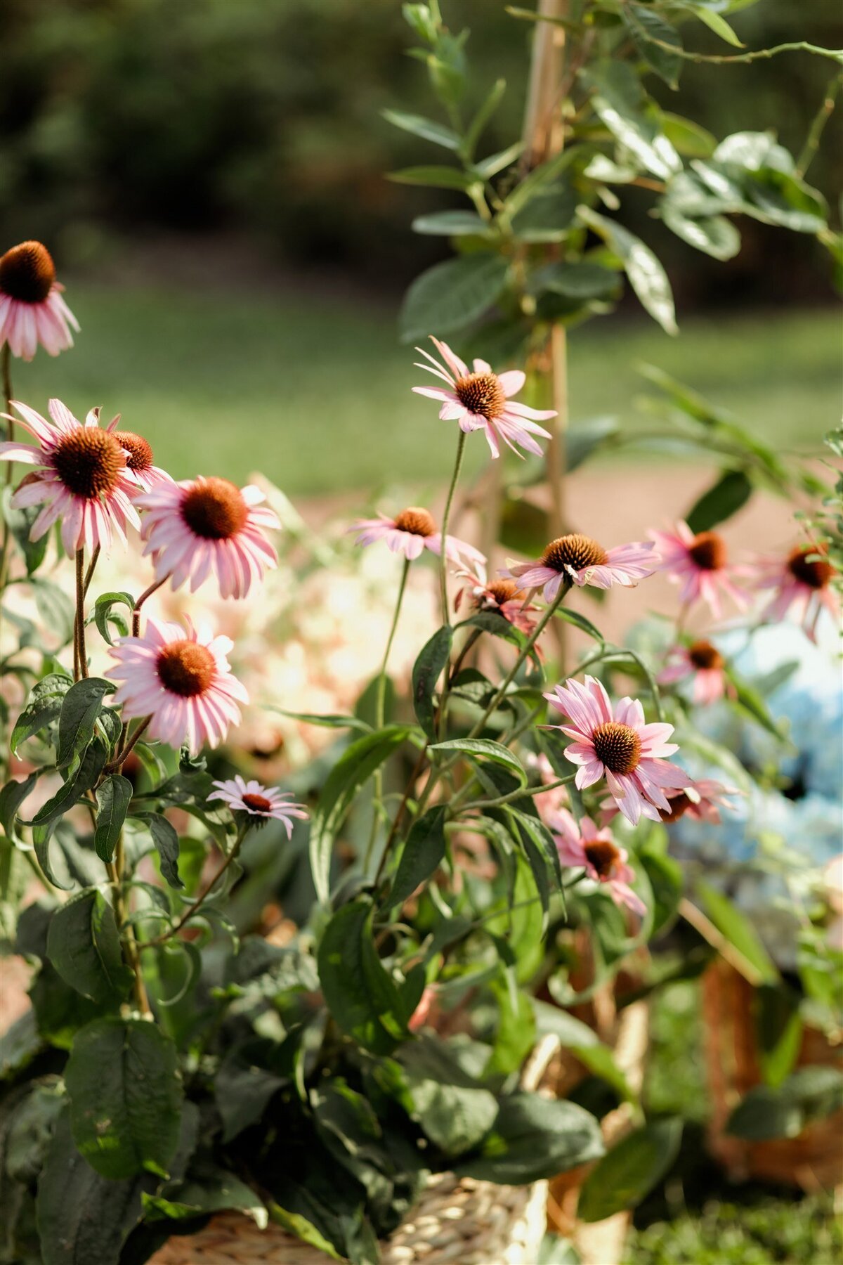 elawa-farm-flowers