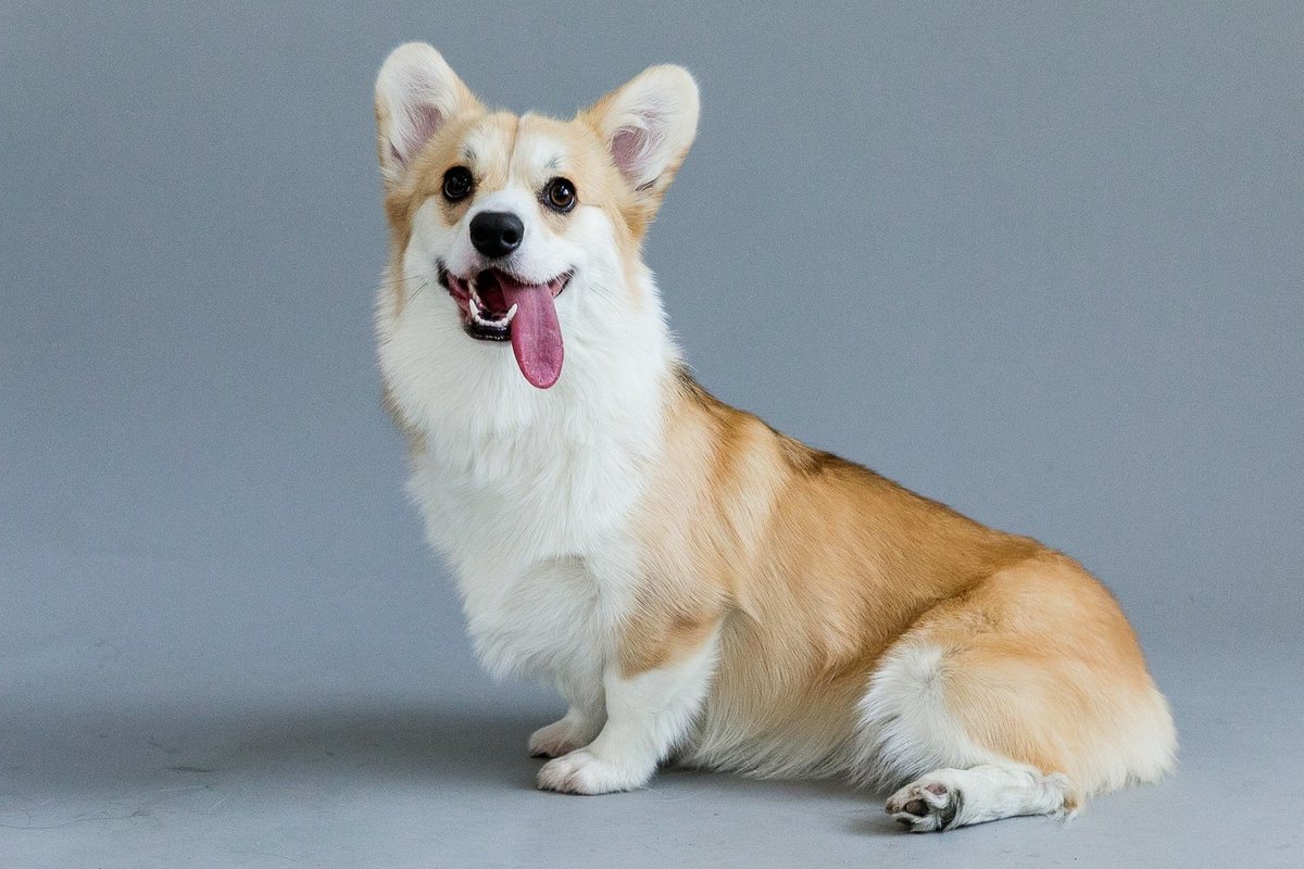 San Francisco pet photography