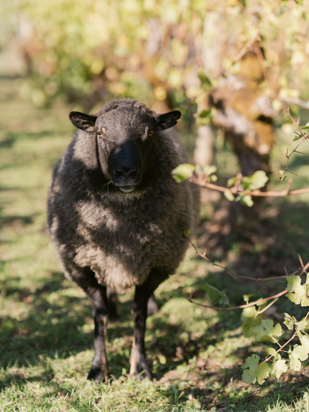 bend-portland-oregon-wedding-photographer-47