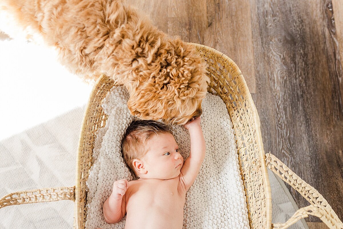 dog licks baby hand during in home newborn photo session with Sara Sniderman Photography  in Natick Massachuestts