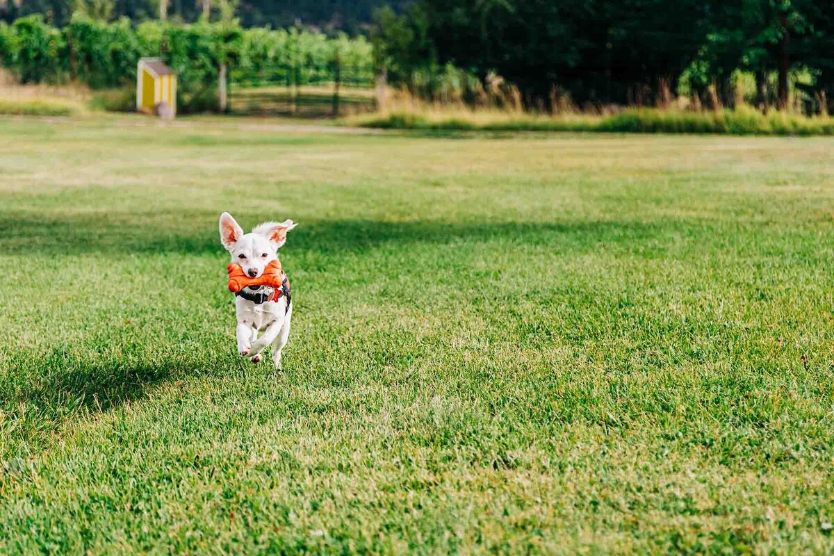 White Chihuahua with orange toy running at Ten Spoon Winery, Missoula, MT