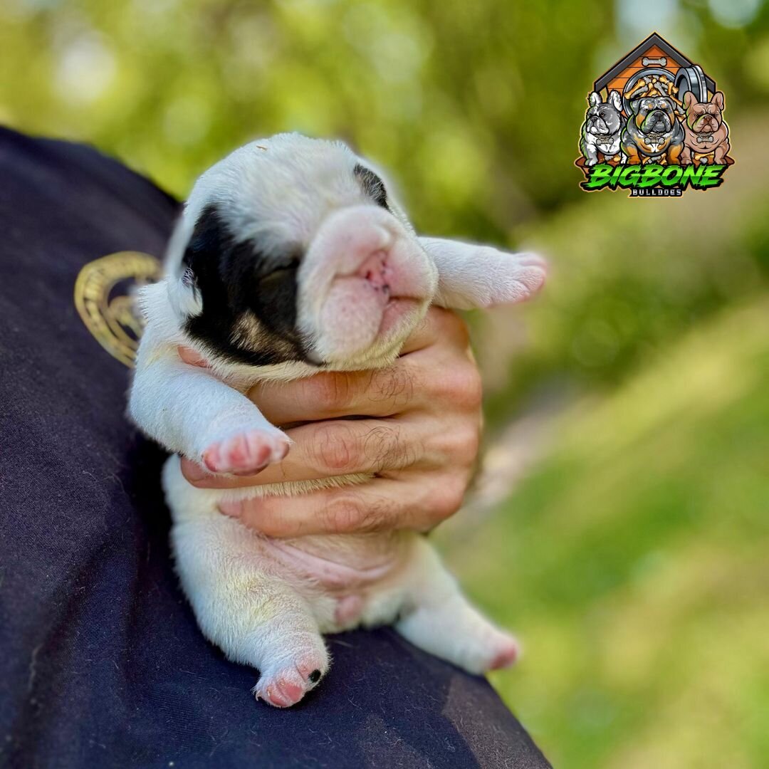 mini eb pup