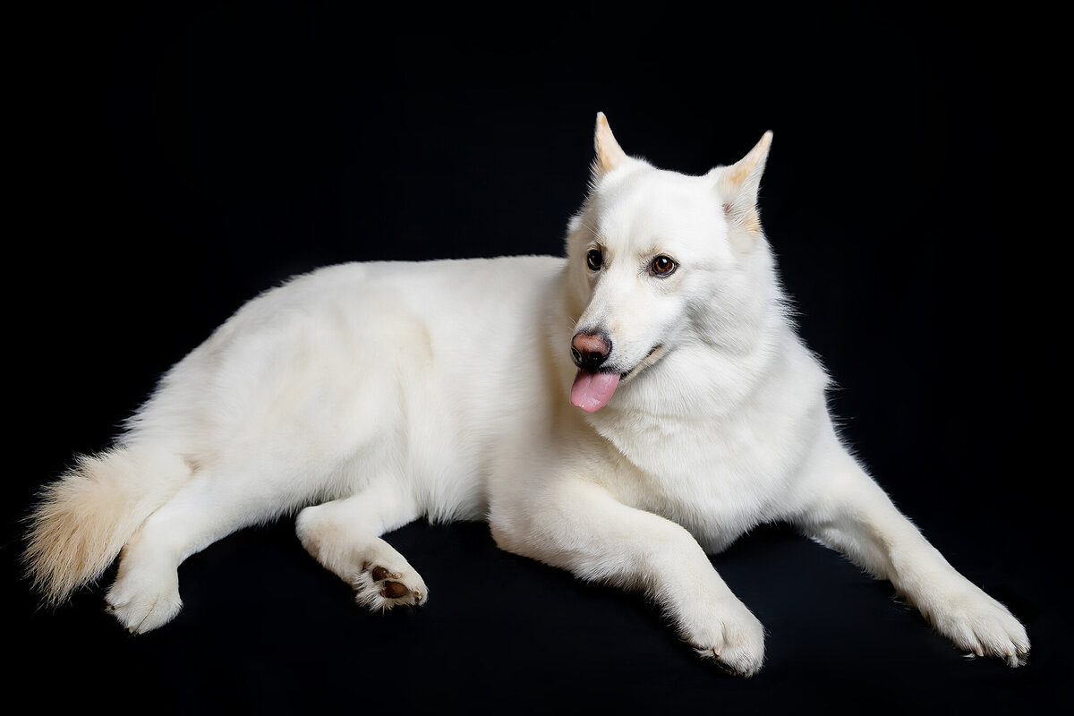 New Orleans Pet Photographer 58