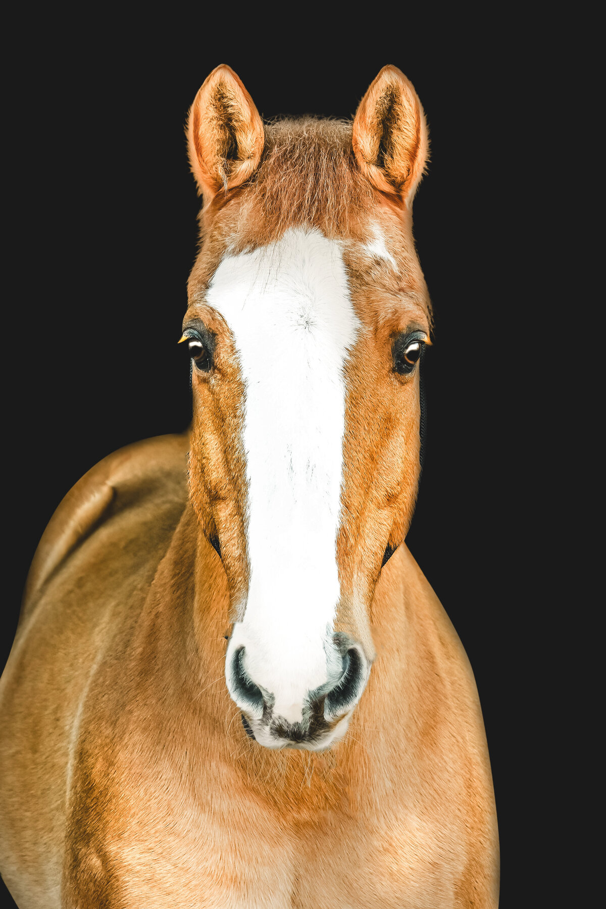 Pig | Black Background Horse Photography  | JGP Equine