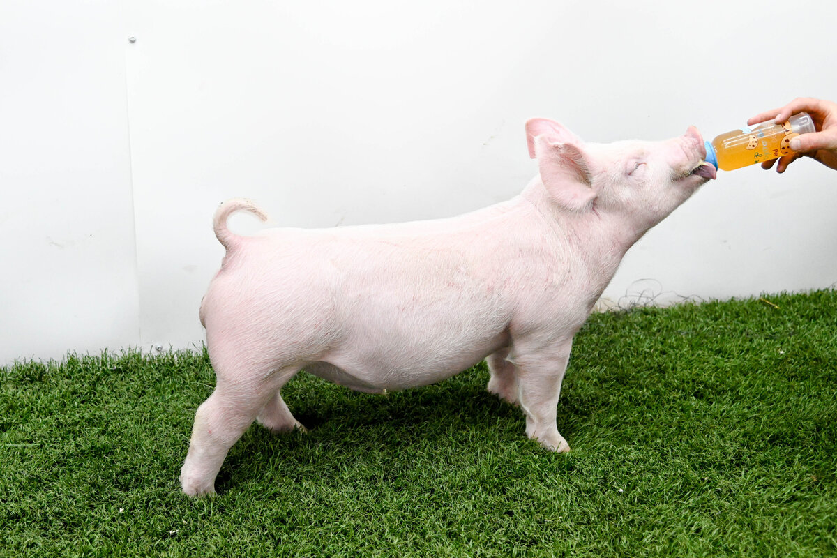 barrow sale picture
