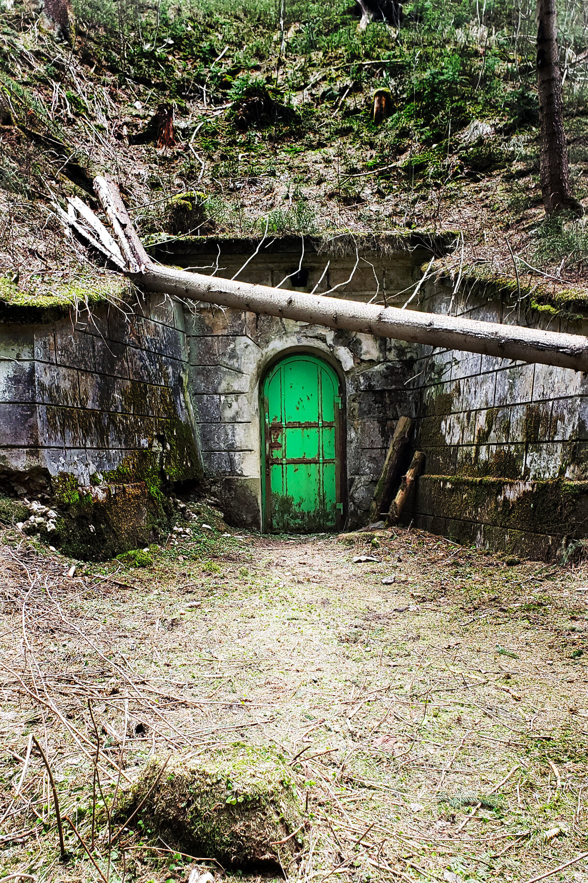 Hidden Door in the Woods