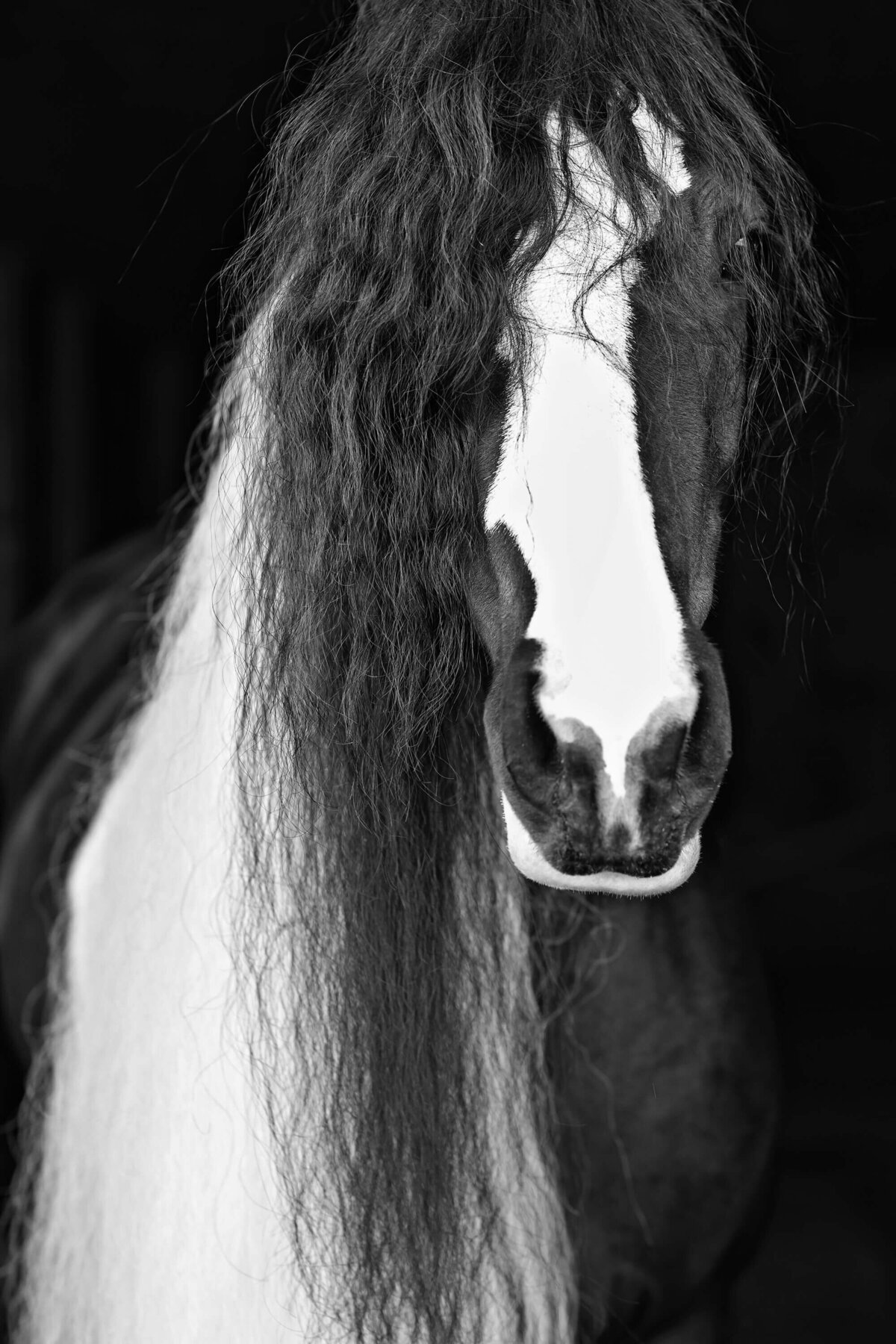 gypsy-vanner-horse-photography
