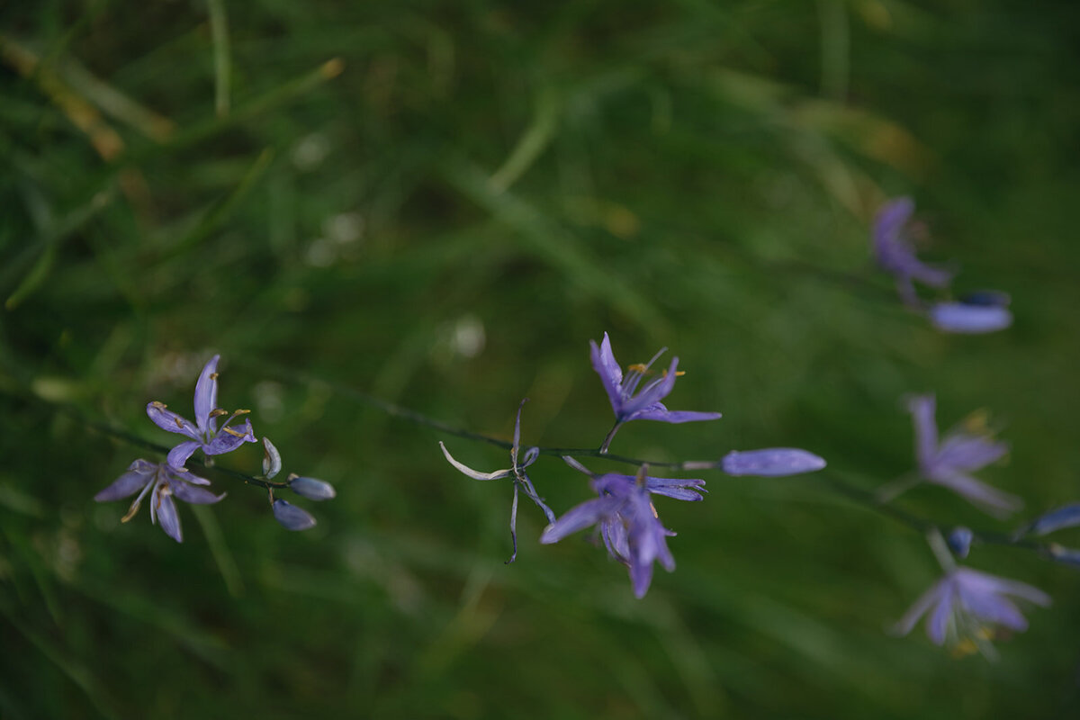 oregon-engagement-flower-field-twilight-22