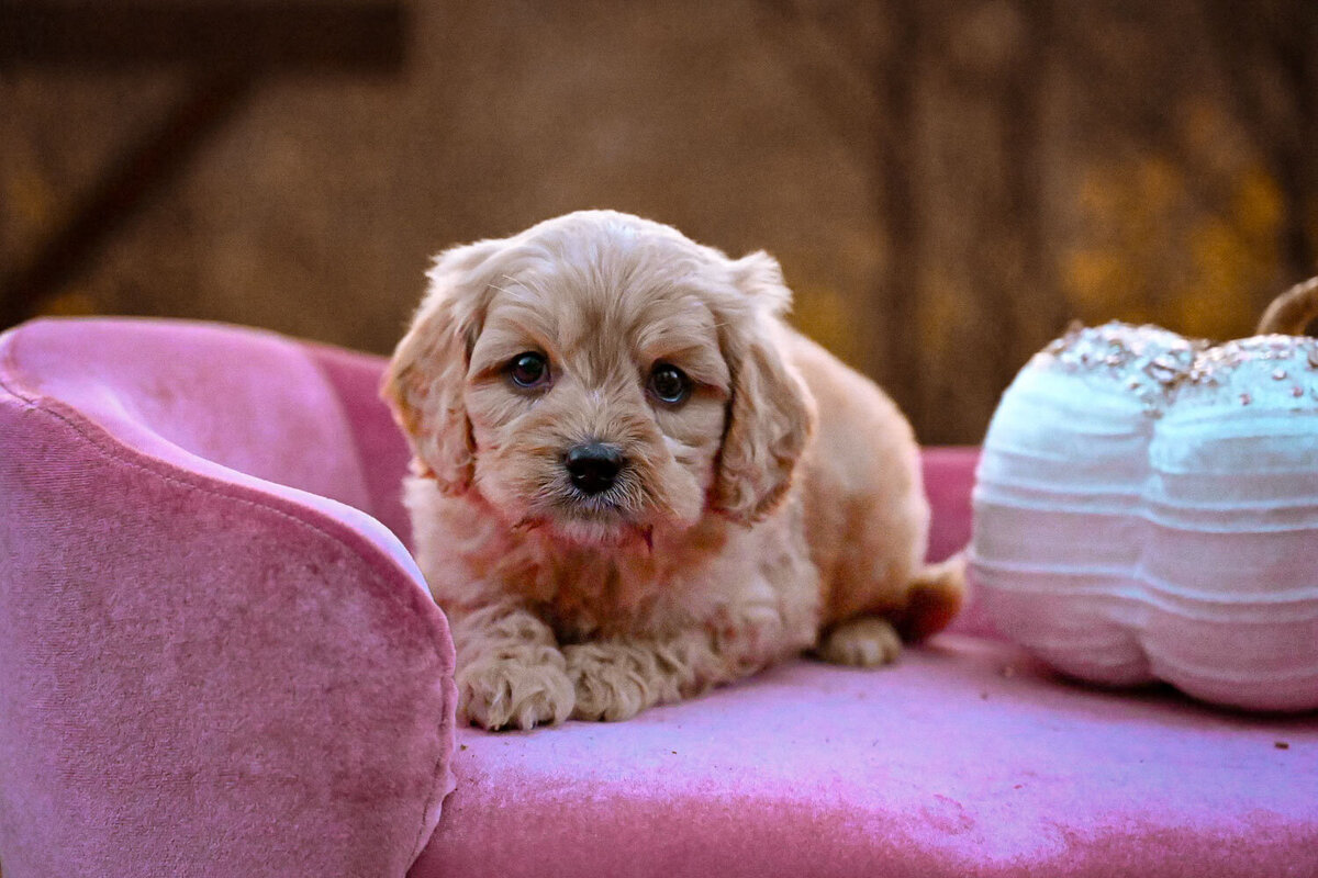 Heavenly Puppies to Love Cavapoo, Cockapoo, and Maltipoo Puppies Photo Nov 14 2023, 4 21 25 PM89