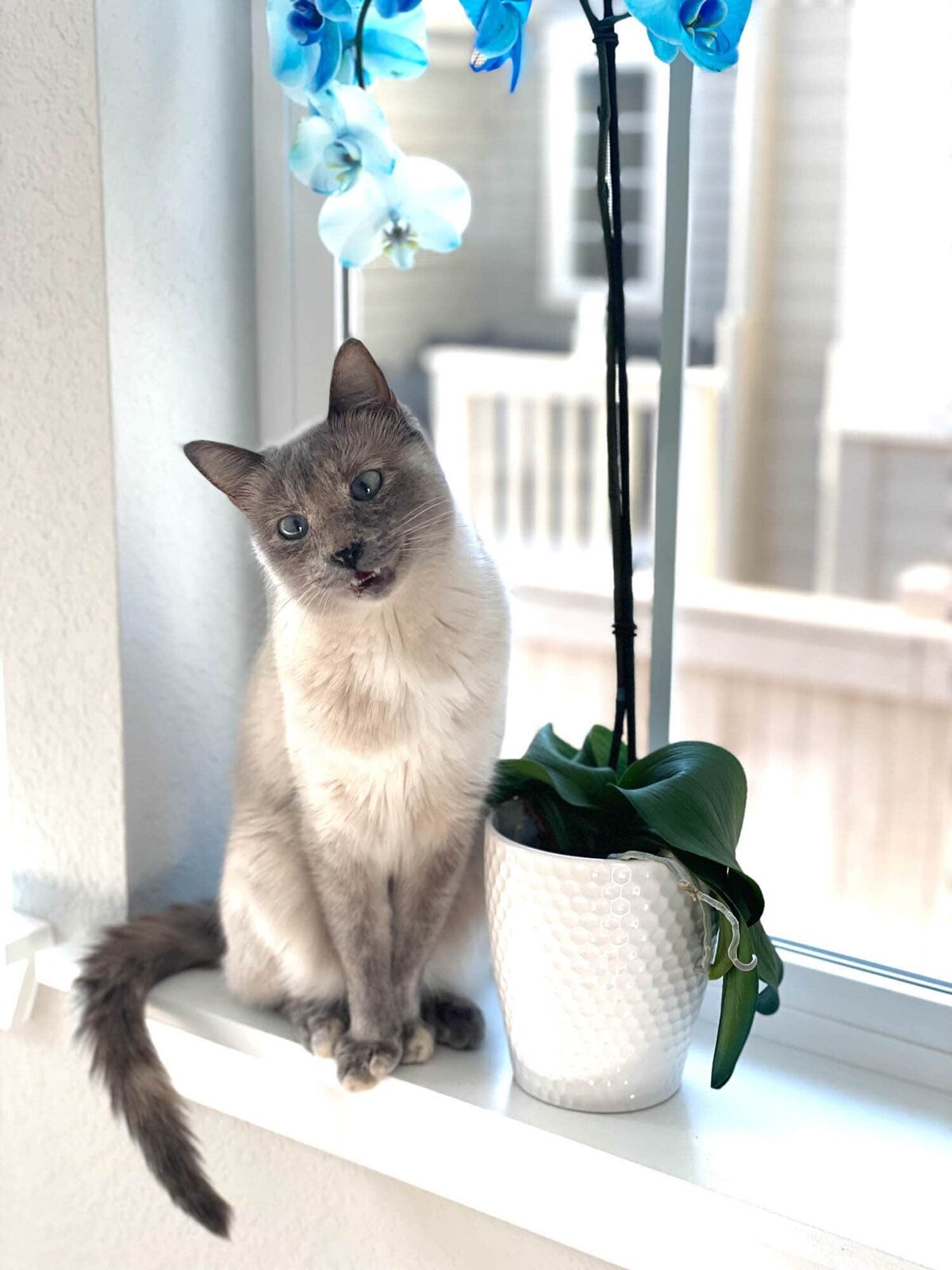 Colorado wedding and boudoir photographer's cat