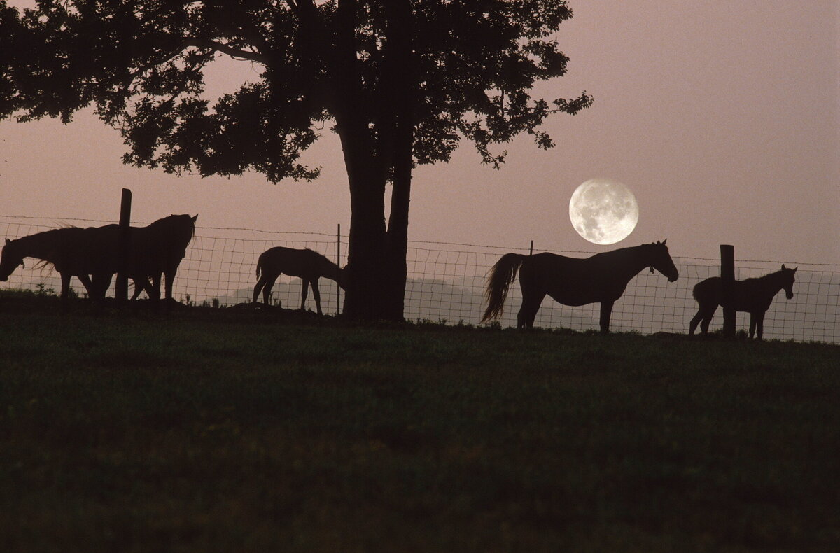 6 Mares in the Moonlight