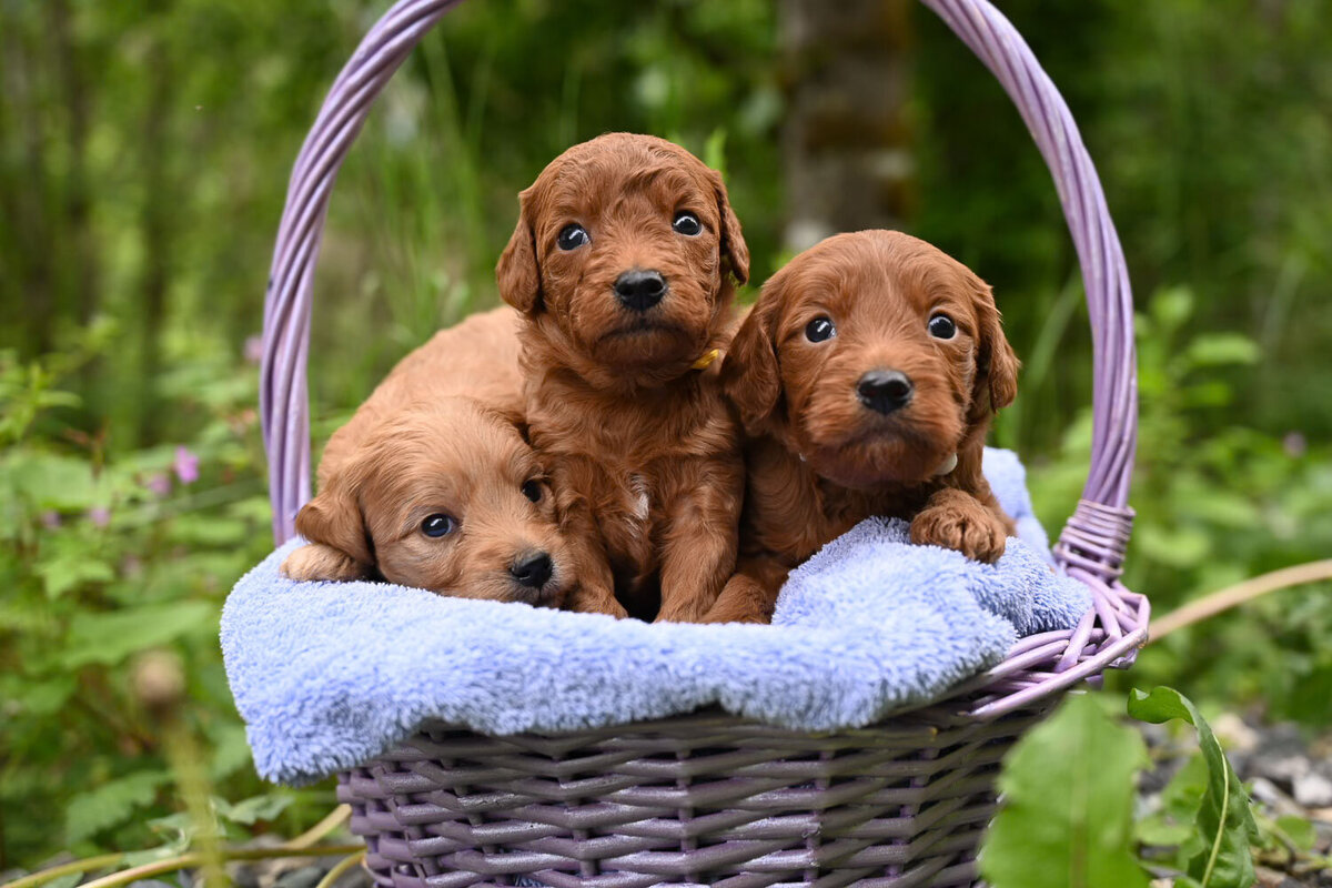 Heavenly Puppies to Love Cavapoo, Cockapoo, and Maltipoo Puppies Photo May 30 2024, 6 09 03 PM157