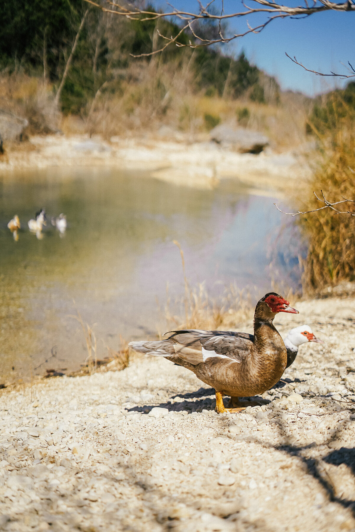 Ducks swimming in Flat Creek