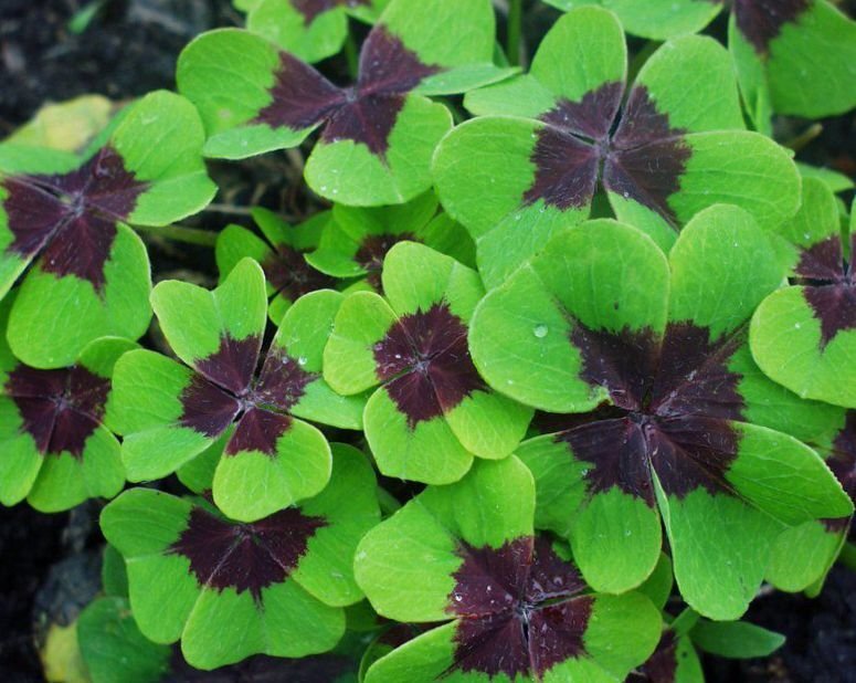 145_279_wood_sorrel_whitsun_flower_green_snob_sleeping_beauty_bg