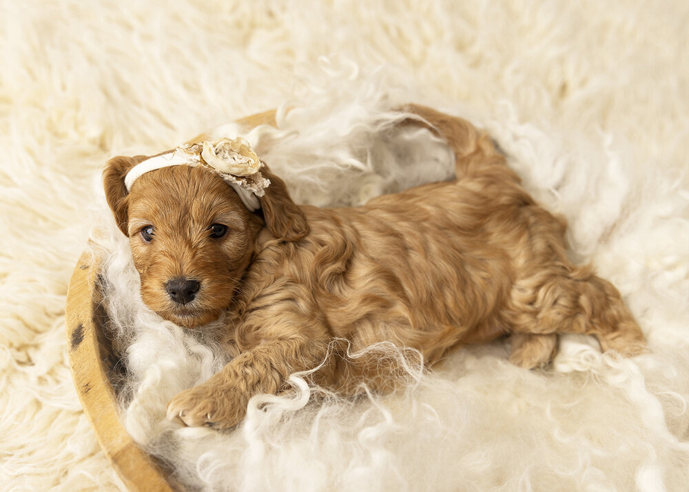 PETS_PUPPYGOLDENCAVOODLEDOG