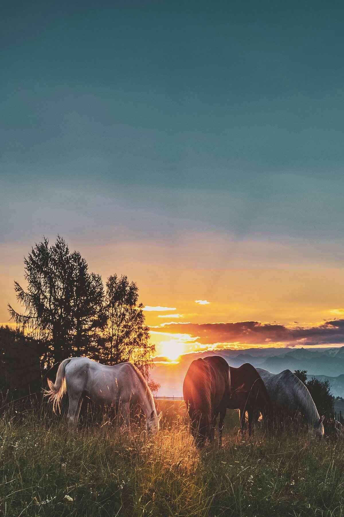 pexels-eberhardgross-1366913