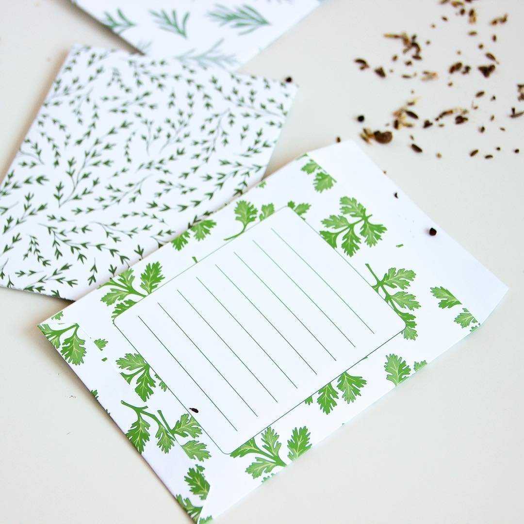 seed packet design with cilantro herb pattern