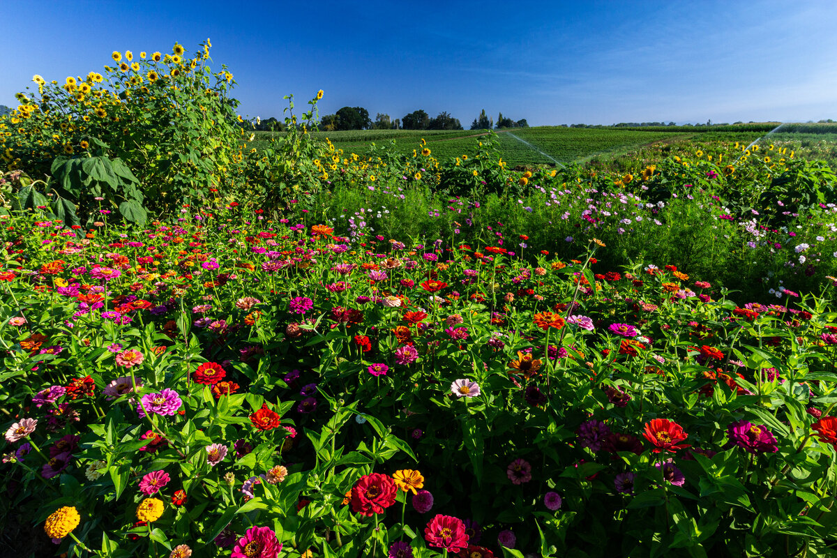 flower_field_0075 C1