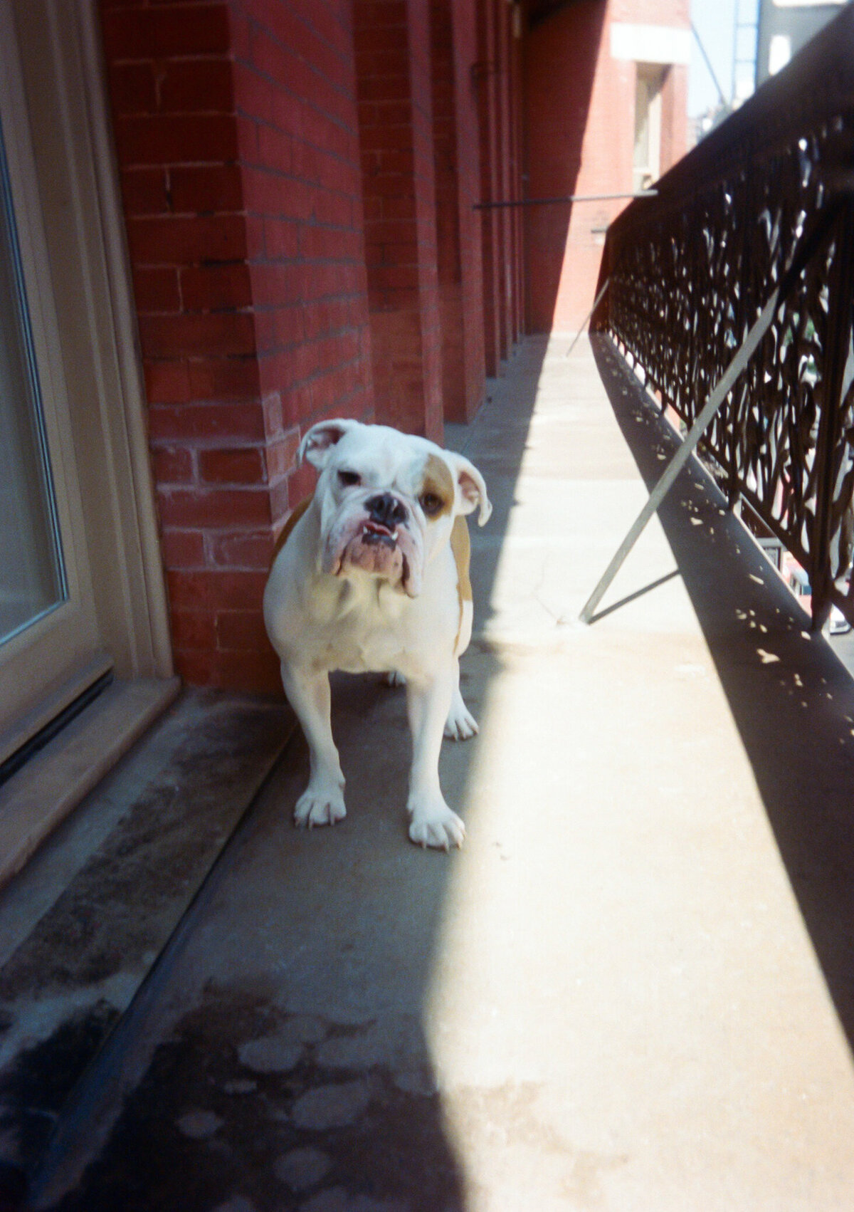 English bulldog on the balcony of Hotel Chelsea in New York City during Japna and Chris’s intimate elopement, captured on film by NYC wedding photographer Perry Hancock.