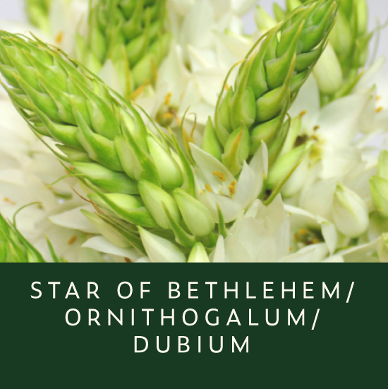 Star-Bethlehem