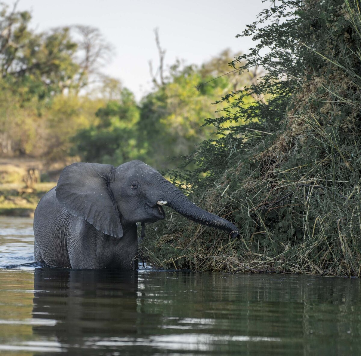 Chobe River Elephant Safari Chobe Game Lodge_By Stephanie Vermillion