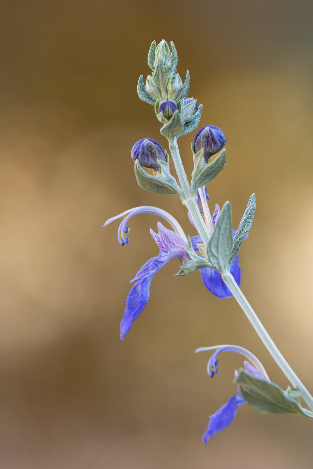 germander_purple_0080