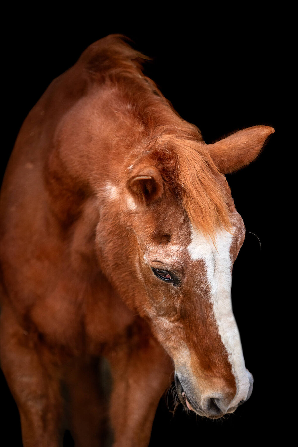 El-Paso-Texas-Fine-Art-Horse-Photographer-044